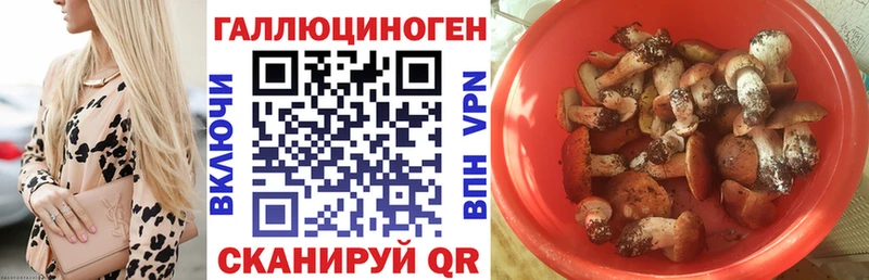 Галлюциногенные грибы Psilocybe  Щигры 