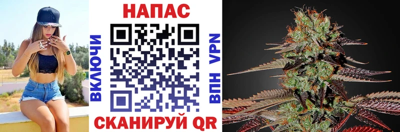 как найти наркотики  Щигры  Марихуана сатива 